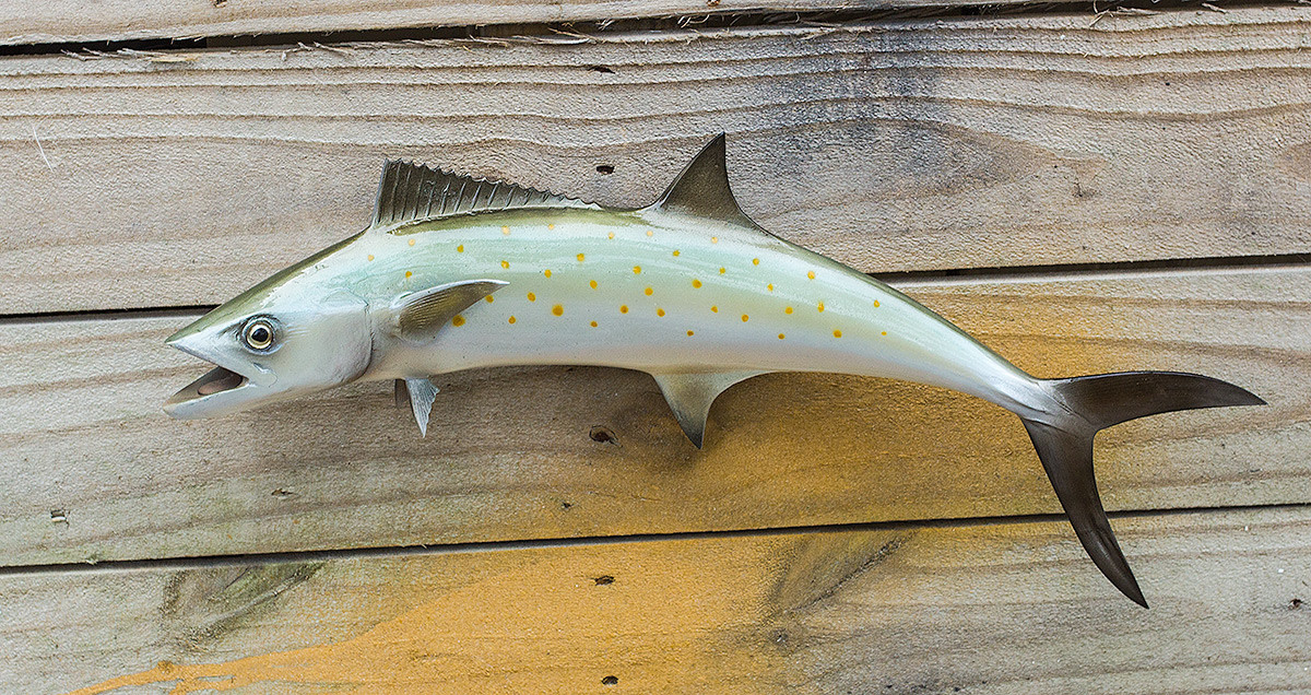 Spanish Mackerel 20 inch fiberglass fish replica The Fish Mount Store
