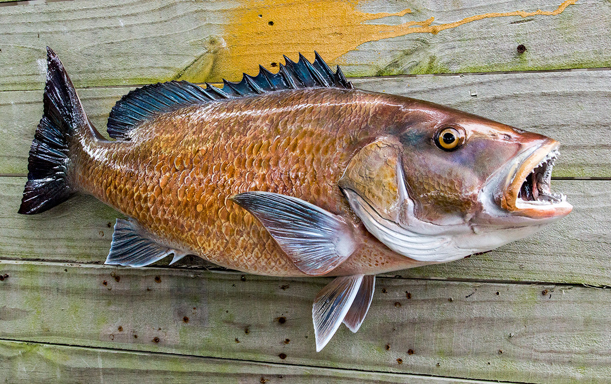 grey snapper grey snapper
