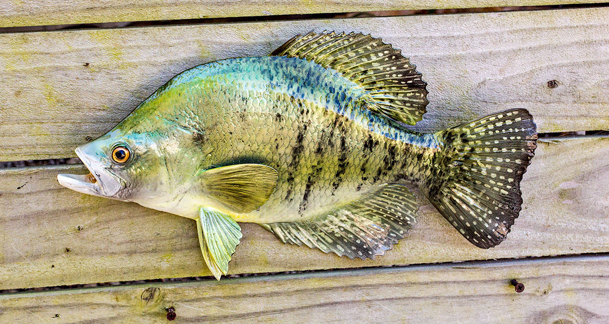 Crappie, White 14 inch Fish Mount Replica The Fish Mount Store