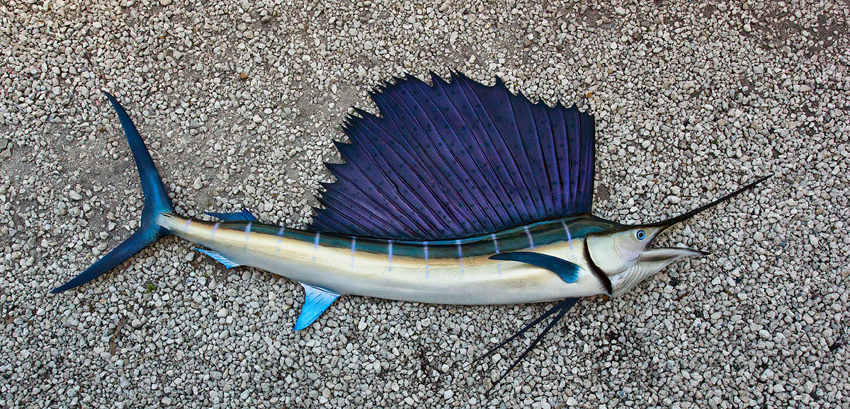 Sailfish 84R inch half mount fiberglass fish replica The Fish Mount Store