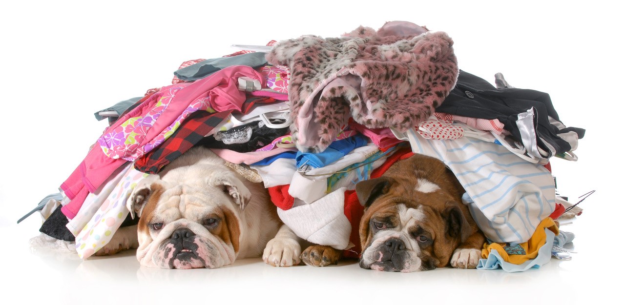 dogs-under-laundry.jpg