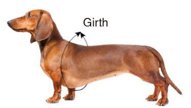 measurement-dachshund-no-length-update.png