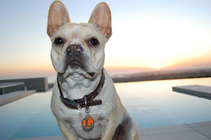 engraved pet id tags for dogs and cats here kitty kitty