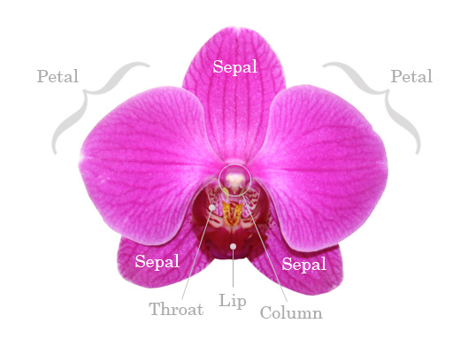 A Way To Water Orchids Efficiently The Spruce