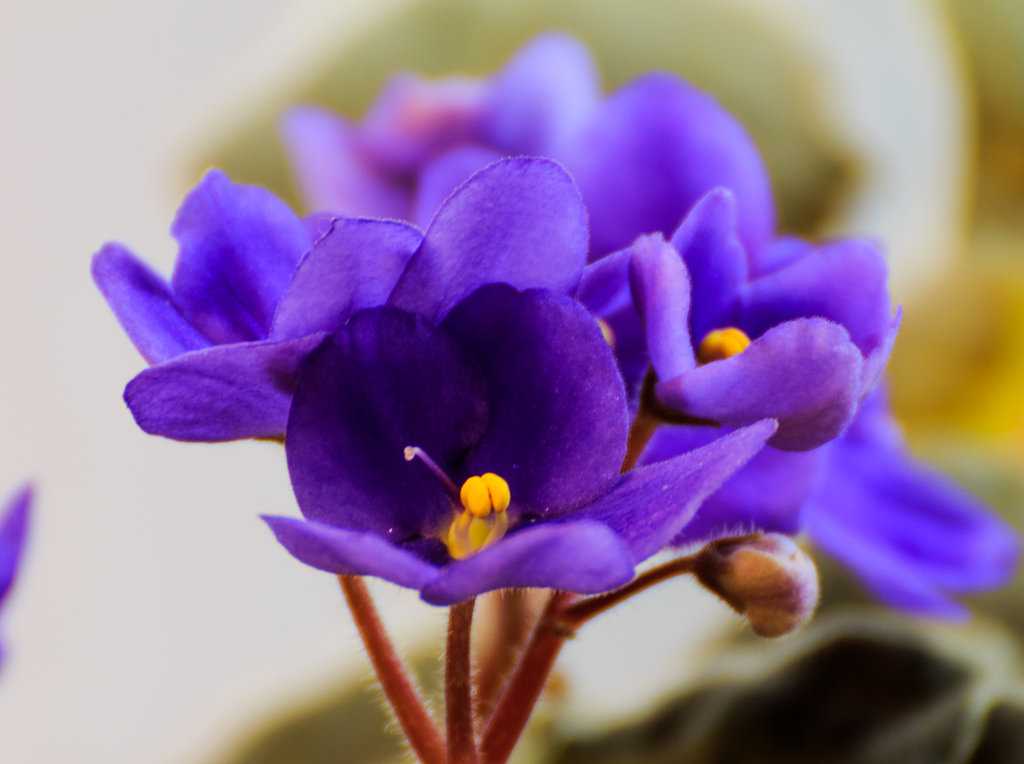 February Birth Flower - Albuquerque Florist