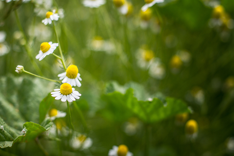 German Chamomile, Matricaria chamomilla.