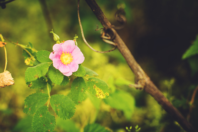 Wild Rose, Rosa californica. 