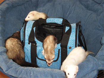Celltei Pak-o-Small pet carrier for small animals