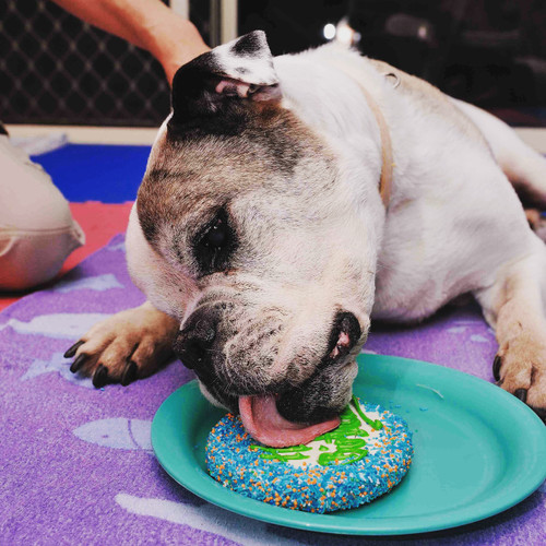 Doggy Birthday Party Pack - Includes 1x BIRTHDAY CAKE, 1 X 6PK MUTT MUFFINS
1 X 6PK LITTLE DOGGY DONUTS............Then add more if you want.