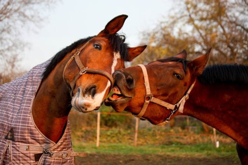 How do I celebrate my Horses Birthday? Gourmet Horse Treats of course!