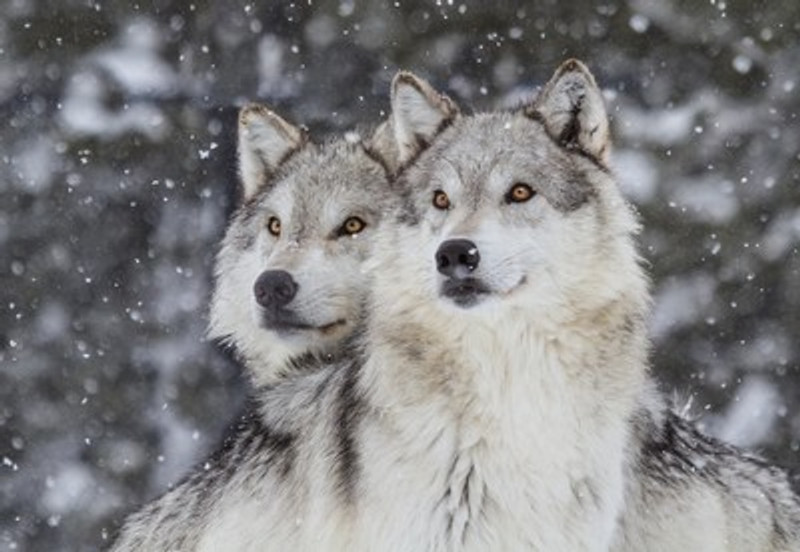 Is my Dog a Wolf?