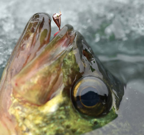 Chekai Tungsten Ice Jig - Tournament Proven Performance