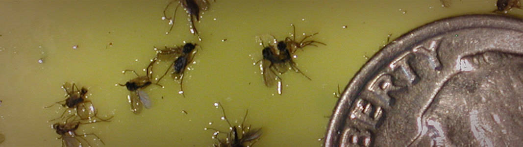 how-to-get-rid-of-fungus-gnats-with-hydrogen-peroxide