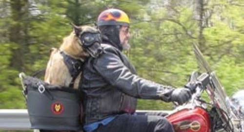 Beast Riders Motorcycle Dog Carrier