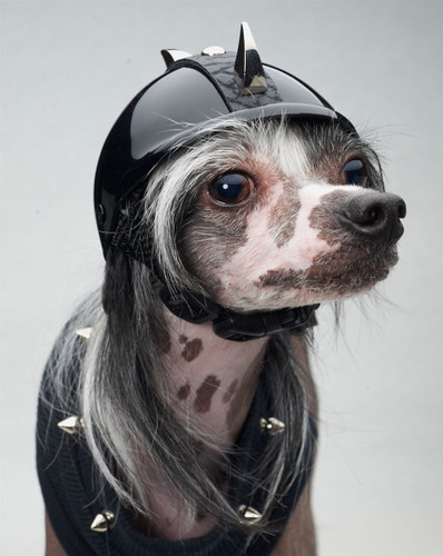 Claw Spikes Mohawk Dog Helmet