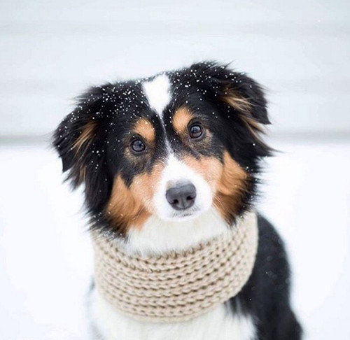 Infinity Dog Scarf (many colors available)