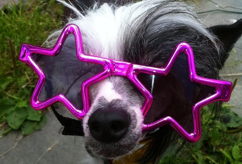 Star Shaped Dog Sunglasses