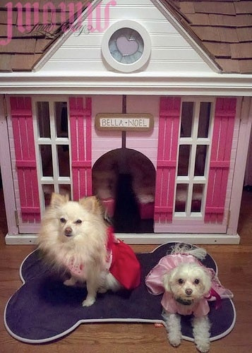 Jwoww Dog House