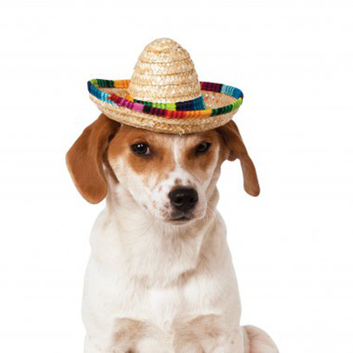 pet sombrero