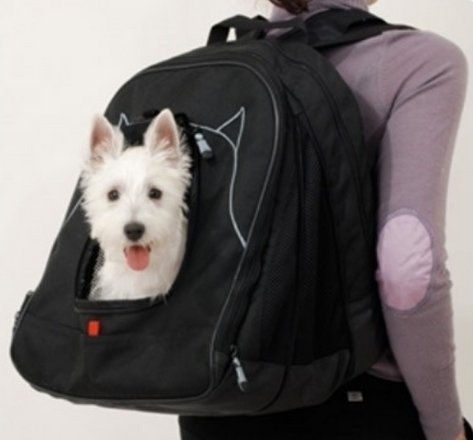 How to Keep your Pet Safe while Traveling